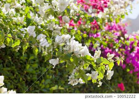 bougainvillea in Egypt 10052222