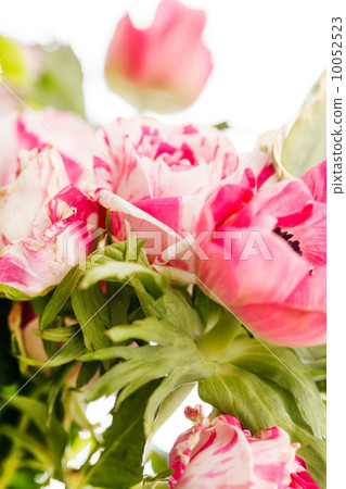 spring flowers spring flowers 10052523