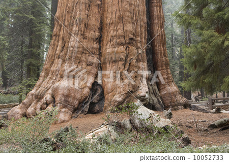 Worlds largest tree Sequoia redwood Gen Sherman 10052733