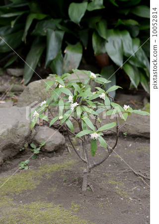 Japanese style small garden Japanese style small garden 10052814