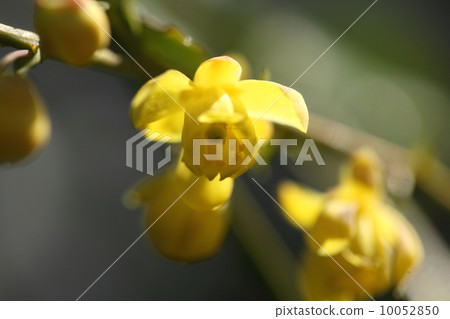 Flowers of plant hyenaginanten Flowers of plant hyenaginanten 10052850