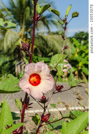 The roselle (Hibiscus sabdariffa) 10053078
