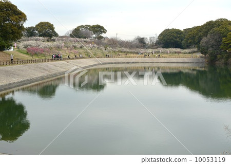 Sakuri Bairin 10053119