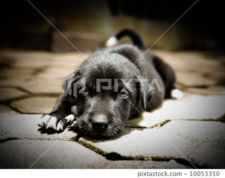 狗的形象 狗的形象 10053350