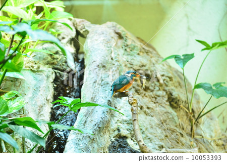Kingfisher Kingfisher 10053393