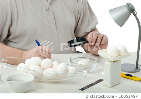 White chicken eggs carefully inspecting White chicken eggs carefully inspecting 10053457