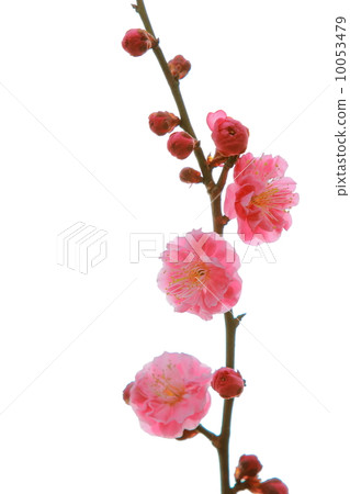 Double red flower red plum Double red flower red plum 10053479