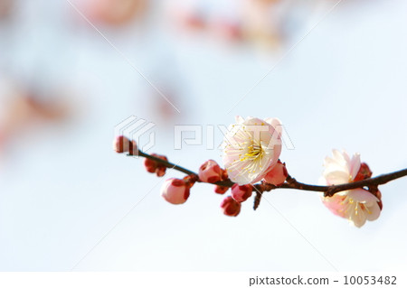 Double-bloom white plum 10053482