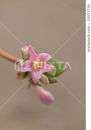 Ugisu Kagura (Yoga Kagura) Ugisu Kagura (Yoga Kagura) 10053726