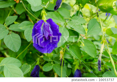 Butterfly pea flower 10053737