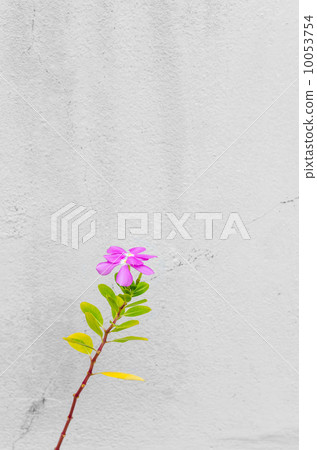 The beautiful sweet pink Madagasca Periwinkle or Rose Periwinkle. 10053754