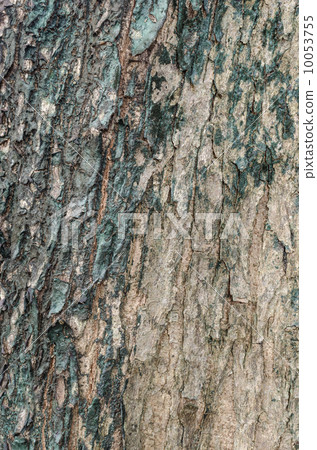 Tree skin texture 10053755