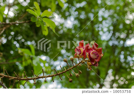 Salavan flowers Salavan flowers 10053758