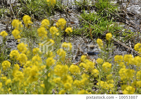 Birds of the waterfront and rape blossoms 10053807