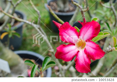 red impala lily or desert rose 10053828