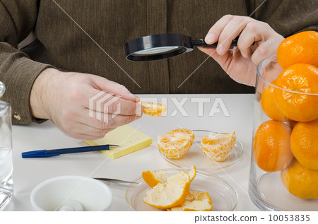 Mandarine slices carefully inspecting Mandarine slices carefully inspecting 10053835