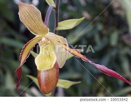 Paphiopedylum 10053842