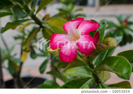 red impala lily or desert rose 10053854