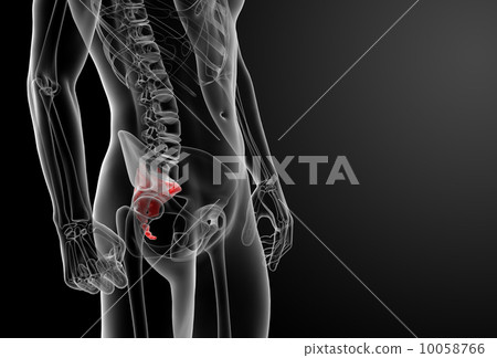 The Sacrum Bone: Anatomy and 3D Illustrations