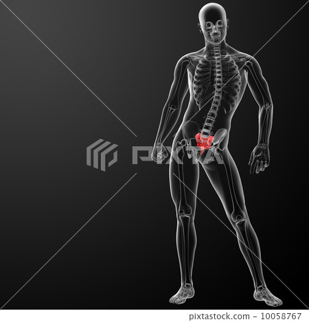 3d render illustration sacrum bone - front view 3d render illustration sacrum bone - front view 10058767