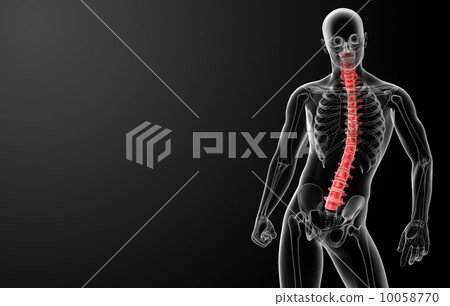 3d render Human Spine Anatomy - front view - Stock Illustration ...