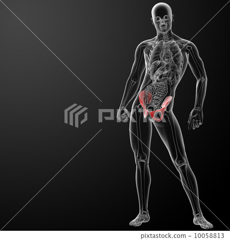 3d render pelvis under the X-rays - front view 3d render pelvis under the X-rays - front view 10058813