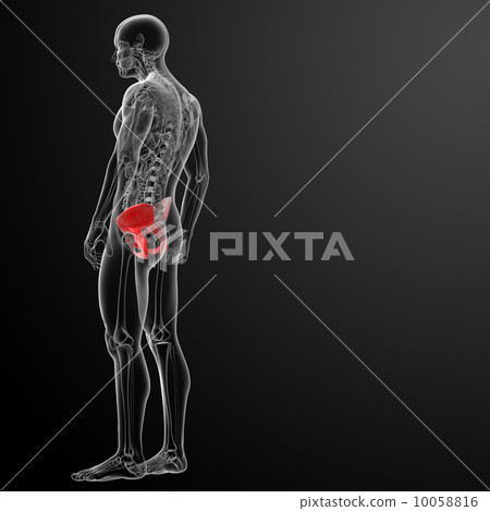 3d render pelvis under the X-rays - side view 10058816
