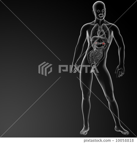 3d render adrenal anatomy - front view 10058818