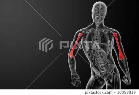 3d rendered humerus bone - back view 10058819