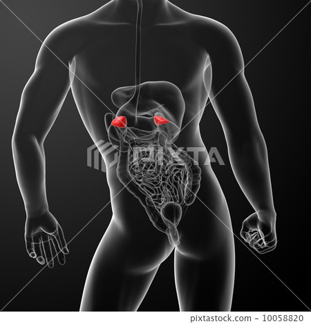 3d render adrenal anatomy - back view 10058820