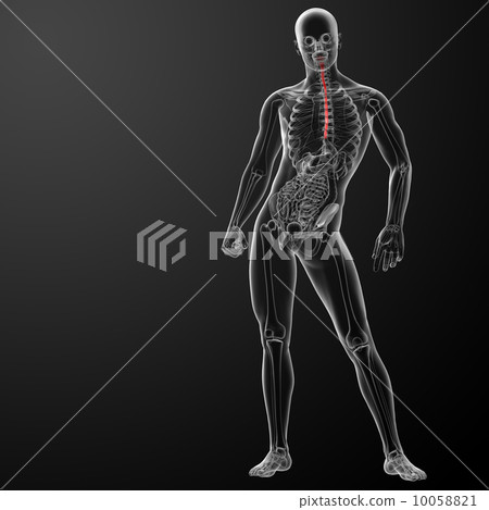 3d rendered illustration of the esophagus - front view 10058821