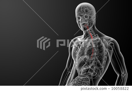 3d rendered illustration of the esophagus - front view 10058822