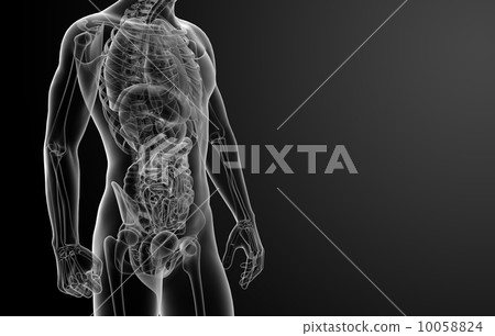 3d render human anatomy 10058824