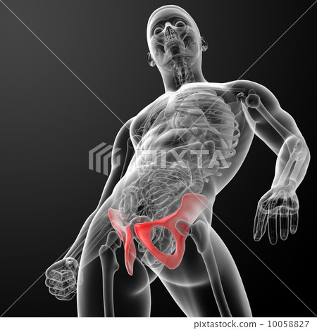 3d render pelvis under the X-rays - bottom view 3d render pelvis under the X-rays - bottom view 10058827