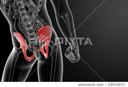 3d render pelvis under the X-rays - close up 10058831