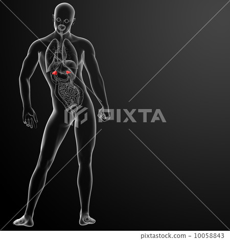 3d render adrenal anatomy - back view 10058843