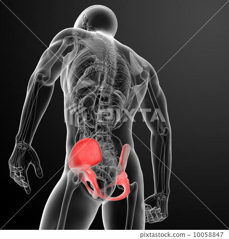 3d render pelvis under the X-rays - back view 3d render pelvis under the X-rays - back view 10058847