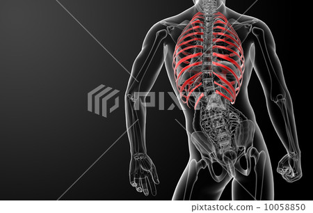 3d render illustration of the rib cage 10058850