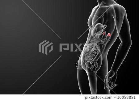 3d render adrenal anatomy - side view 10058851