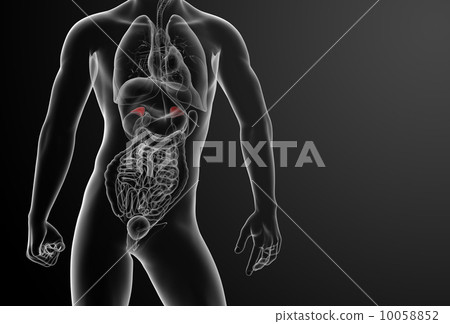 3d render adrenal anatomy - front view 10058852