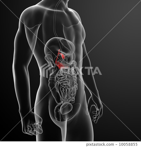 3d render gallblader and pancrease - side view 10058855