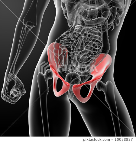 3d render pelvis under the X-rays - front view 10058857