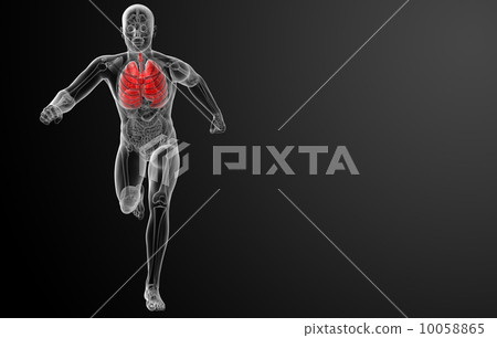 Human respiratory system in x-ray - lungs front view Human respiratory system in x-ray - lungs front view 10058865