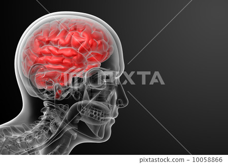 Human brain X ray - side view Human brain X ray - side view 10058866