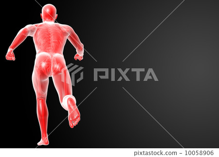 Running human anatomy by X-rays in red - back view Running human anatomy by X-rays in red - back view 10058906