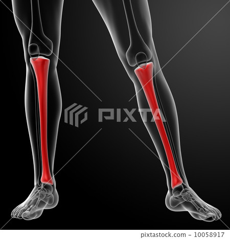 3d render human tibia - front view 10058917