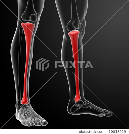 Curved tibia hi-res stock photography and images - Alamy