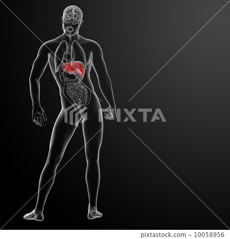 3d rendered illustration of the liver - back view 10058956