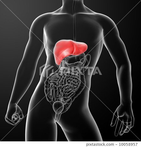 3d rendered illustration of the liver - front view 10058957