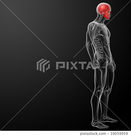 3d render human skull anatomy 10058959
